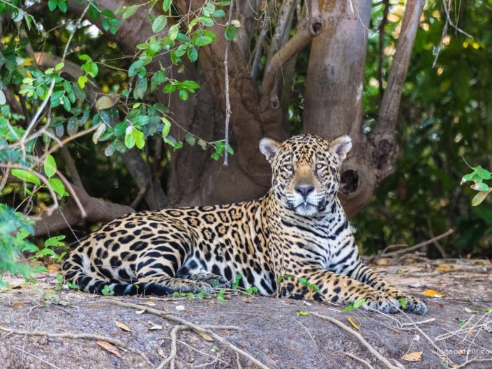 Pantanal