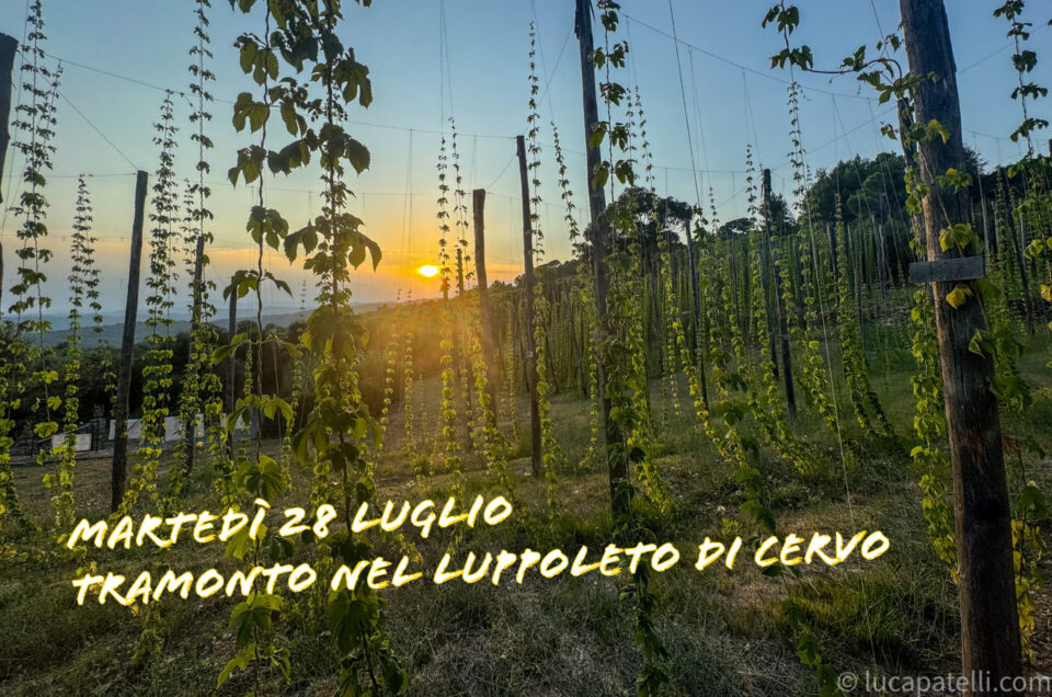 Martedì 28 luglio - Tramonto nel luppolo di Cervo